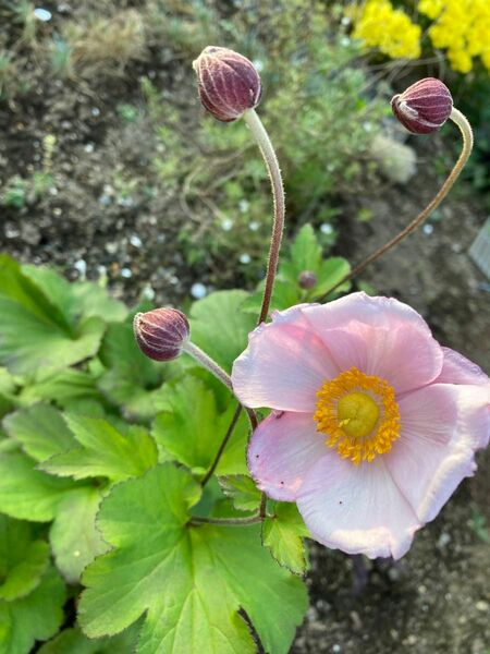 宿根草　秋明菊　写真の苗