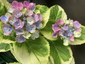  hydrangea [ magical show time ] seedling 