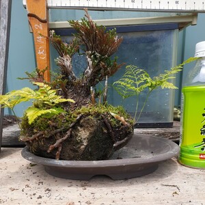  direct . moss. put on . pumice * pumice ..*iwahiba* rock pine * Dendrobium moniliforme *⑰