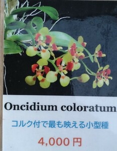 【北軽ガーデン】＊熱帯植物＊Oncidium coloratum＊洋ラン原種＊オンシジューム　コロラタム＊極小型＊ブラジル　エスピリトサント州原産＊