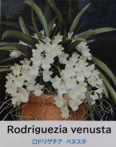 【北軽ガーデン】＊熱帯植物＊Rodriguezia venusta＊洋ラン原種＊オンシ近縁＊ロドリゲチア　ベヌスタ＊白花美花種＊ブラジル原産＊