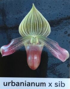 【北軽ガーデン】＊パフィオ＊Paph.urbanianum x sib＊原種＊シグマト系＊アーバニアナム＊濃色系＊フィリピン　ミンドロ島原産＊