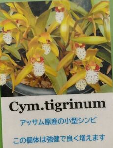 【北軽ガーデン】＊熱帯植物＊Cym.tigrinum＊原種シンビ＊シンビジューム　ティグリナム＊小型種＊インド　アッサム地方原産＊