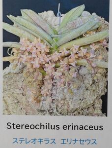 【北軽ガーデン】＊熱帯植物＊Stereochilus erinaceus＊洋ラン原種＊ステレオキラス　エリナセウス＊他に無い美観＊ミャンマー原産＊