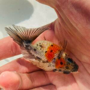 【キャリコピンポンパール 明け2歳 】 金魚、らんちゅう 、獅子頭、鑑賞魚K060211