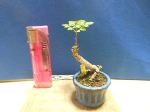  legume . mini bonsai cod. tree 