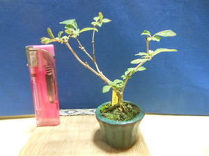  legume . mini bonsai . entering . god comfort 
