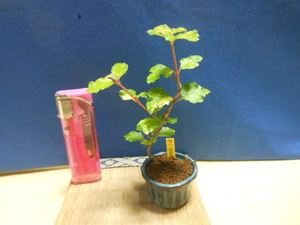  legume . mini bonsai . entering gold . mountain gamazmi