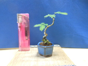  legume . mini bonsai ... tree 