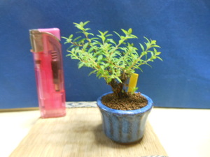  legume . mini bonsai . writing spiraea japonica *. leaf . beautiful 