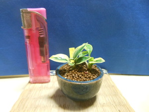  legume . mini bonsai settled . island . woman hosta. large . wheel * undergrowth * fields and mountains grass 