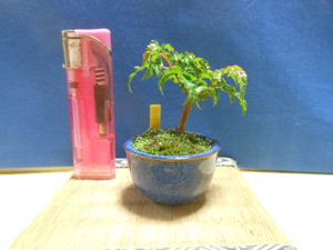  legume . mini bonsai Lion Mask maple. small bonsai * height of tree 4cm