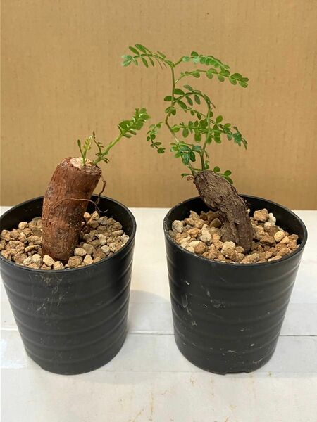 ■魅惑のマダガスカル植物■オペルクリカリア　パキプス根差しセット