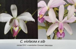 HIF洋蘭 509 C. violacea x sib. ( carnea 'CH1' x suavissima 'Coronet' )
