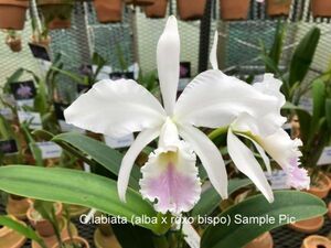 HIF洋蘭 511 C. labiata x sib. ( alba 'Niven' x roxo-bispo 'Gabriela')