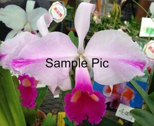 HIF洋蘭 512 C. trianae x sib. ( splash 'Mooreana' x pincelada 'Flecha's Rojas')