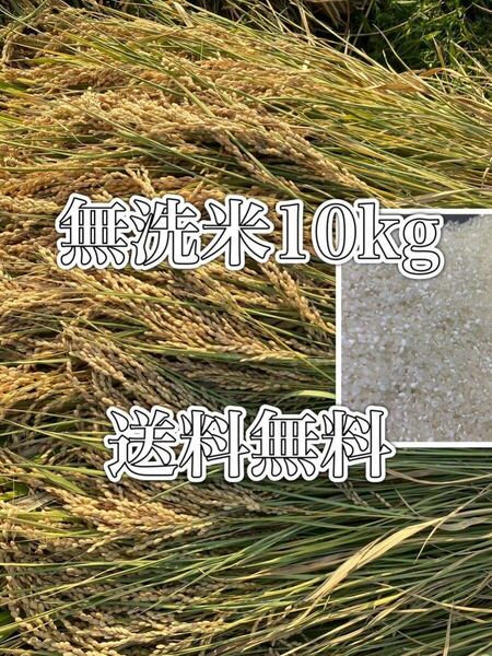 新米　令和5年　10kg 美味しいお米　送料無料　無洗米　お買い得　1