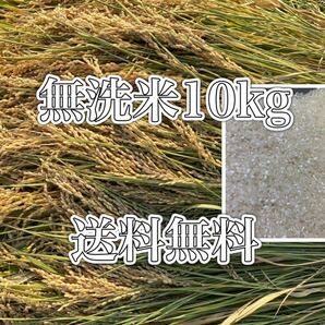 新米　令和5年　10kg 美味しいお米　送料無料　無洗米　お買い得