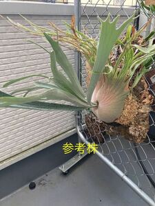  staghorn fern P.veitchii 'auburn river' spore urban li bar . stock cork attaching 