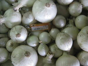  Awaji Island production *. raw white onion * with translation 5 kilo ( box weight .. not ) agriculture house direct delivery (*^o^*)
