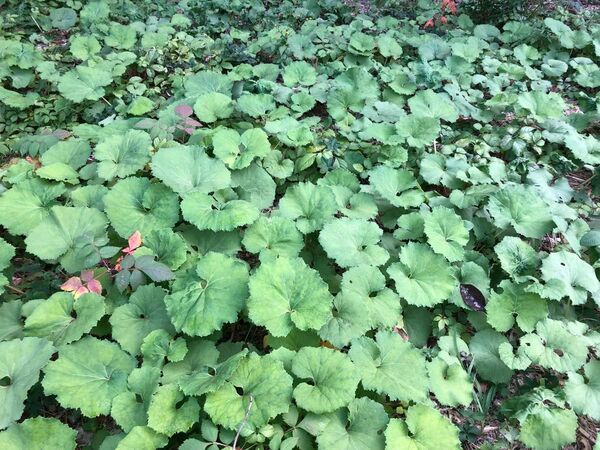 ★★ふきのとうの苗7株★★ 蕗の薹　フキノトウ　ふき　山蕗　ヤマブキ　山菜の苗木