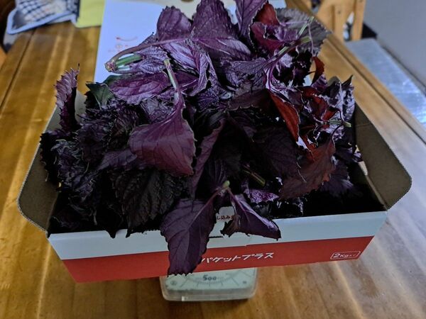 無農薬野菜 赤紫蘇 約150g以上