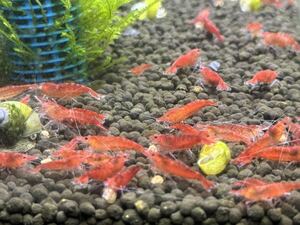 [ yellow . medaka ] domestic production red mi Nami freshwater prawn 25 pcs +α. shrimp 