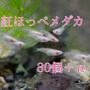 紅ほっぺメダカ 有精卵 30個＋α