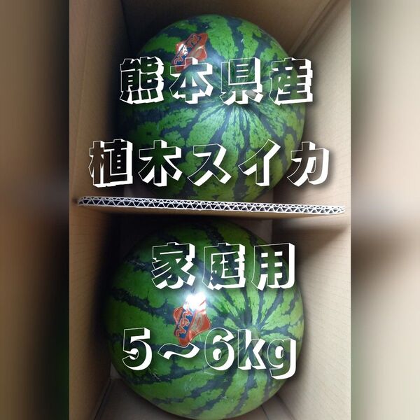 熊本県産植木スイカ 家庭用2玉入り(1玉5~6kg程度)