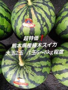 超お得！熊本県産植木スイカ　肥後漫遊　Lサイズ2玉入り(1玉6～7kg程度)