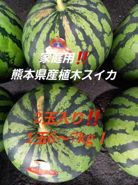 超お得！熊本県産植木スイカ　　家庭用Lサイズ2玉入り(1玉6～7kg程度)