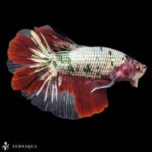 【動画】 ジャイアント オス ベタ (b9338) タイ産 熱帯魚 ハーフムーン ホワイト カッパー レッド グリーン