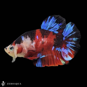 [ animation ] male betta (b9343) Thai production tropical fish pra cut black white Red Bull -
