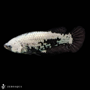 [ animation ] female betta (b9345) Thai production tropical fish pra cut black white 