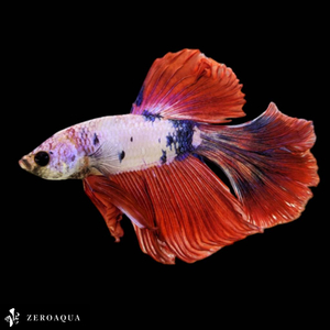 【動画】 オス ベタ (b9355) タイ産 熱帯魚 ハーフムーン ホワイト レッド ブルー