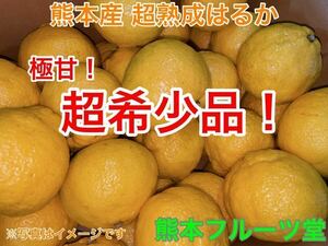  last! cool flight only! surprise. ..! Kumamoto production { is ..} super goods L size approximately 5k Kumamoto fruit .14