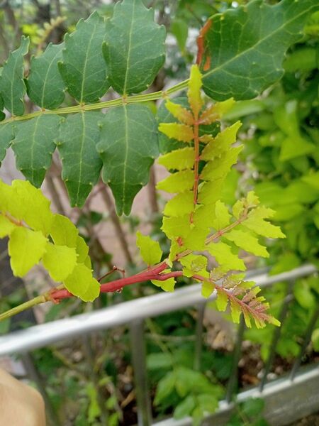 最高級品☆ 木の芽 山椒の葉 出たばかりの新芽 50枚