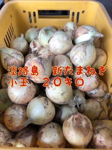 [20 kilo маленький шар ] Awaji Island лук репчатый шар лук порей 