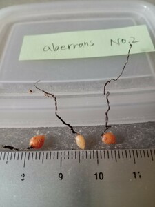 食虫植物 球根ドロセラ Drosera aberrans No.2