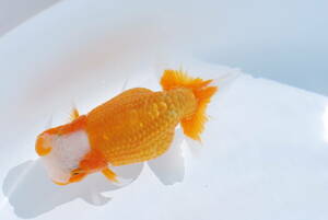 * golgfish ...*(.) two years old very thick ( male ) approximately 12.(B)