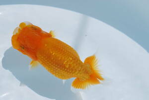 * golgfish ...*(.) two years old very thick ( female ) approximately 13.(D)