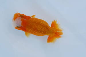 * golgfish ...*(.) two years old very thick ( female ) approximately 12.(G)