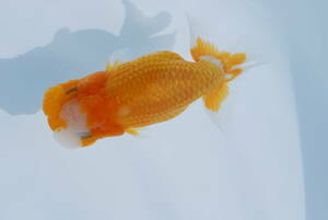 * golgfish ...*(.) two years old very thick ( female ) approximately 12,5.(A)