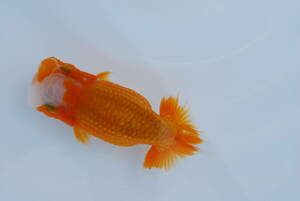 * golgfish ...*(.) two years old very thick ( female ) approximately 12.(B)