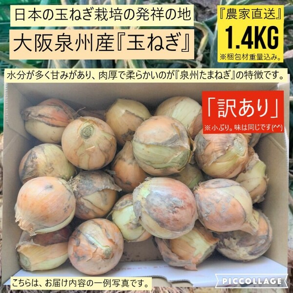 【新鮮】 【農家直送】【訳あり】玉ねぎ　約1.4kg　大阪泉州産　泉州たまねぎ