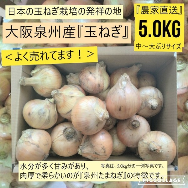 【新鮮】 【農家直送】玉ねぎ　約5.0kg　大阪泉州　泉州たまねぎ　
