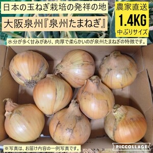 【新鮮】 【農家直送】玉ねぎ　約1.4kg　大阪泉州産　泉州たまねぎ 　よく売れてます！