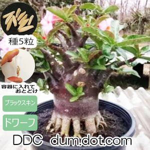 アデニウム ドワーフ ブラックスキン 種子 5粒 DDC 塊根植物 アラビカム オベスム アラビクム オベサム