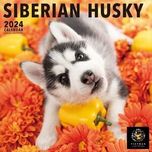  новый товар sibe Lien * хаски PICTWAN (pikto one ) календарь DOG [L версия ] 2024 год календарь 24CL-50026L