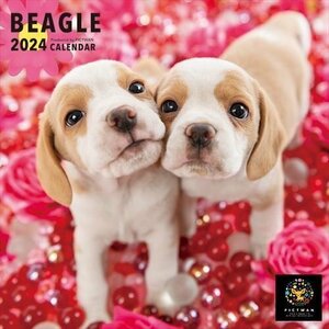  новый товар Beagle PICTWAN (pikto one ) календарь DOG [S версия ] 2024 год календарь 24CL-50034S